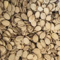 تخمه هندوانه خام بذری