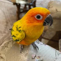 طوطی خورشیدی