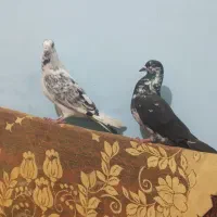 کبوتر|پرنده|خاش, |دیوار