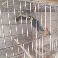 انواع جفت های مولد و تازه بالغ طوطی برزیلی|پرنده|چغادک, |دیوار