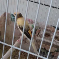 قناری نر یکساله تن نخورده درشت و کشیده و تمیز