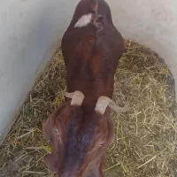 بز ماده|حیوانات مزرعه|چناران, |دیوار