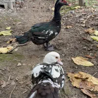 فروش شش تا جوجه مسکویی یا همون اسراییلی