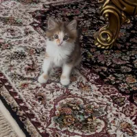 گربه میکس dlh و کالیکو