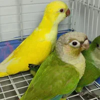جوجه راهب زرد ـ راهب سبز ـ گرینچیک ـ جوجه ملنگو|پرنده|رشت, گلسار|دیوار