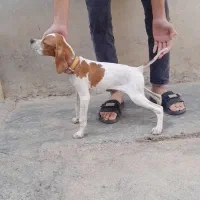 توله شکاری انگلیس