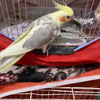 جفت عروس|پرنده|رشت, چله خانه|دیوار