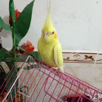 عروس هلندی لوتینو۱۲ماهه بسیار زیبا|پرنده|سنندج, |دیوار