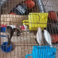 6 عدد فنچ زبرا نرگسی بنگال