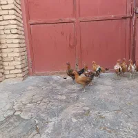 مرغ|حیوانات مزرعه|دهگلان, |دیوار