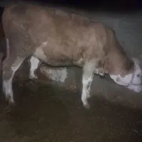 فروش گوساله