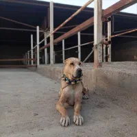 ماده خراسانی اصیل|سگ|رباط‌کریم, رباط‌کریم|دیوار