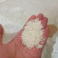 برنج تازه آستانه اشرفیه هاشمی درجه یک(دانه بلند)