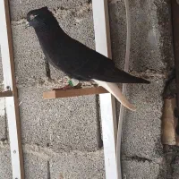 دو عدد گرفتنی