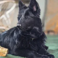 ژرمن بلک شو لاین مو بلند