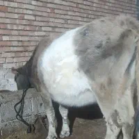 گاو  محلی یک ماه مونده به زایمان