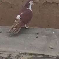 سلام کلاغدم فروشی.