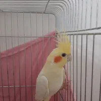 عروس هلندی با قفس