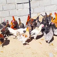 فروش ۵۰ عدد مرغ و خروس به صورت یکجا|حیوانات مزرعه|یزد, |دیوار