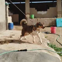 سگ ماده نگهبان