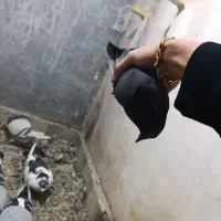 کفتر|پرنده|مشهد, کوی ولیعصر|دیوار