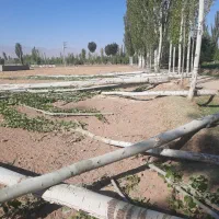 خرید درخت خریدار .چوب در باغات شما