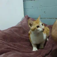 پیدا شده|حیوانات|کیش, |دیوار