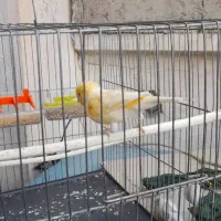 قناری نر مزایکی قرمز