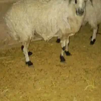 گوسفند و بره