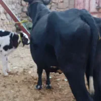 گاو همراه گوساله نر سیمینتال|حیوانات مزرعه|میانکوه, |دیوار