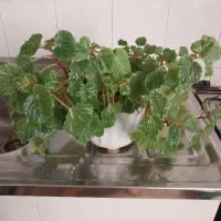 بگونیاعروس