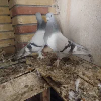 کبوتر شق شقی