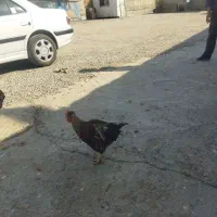 خروس محلی و گلین|حیوانات مزرعه|رباط‌کریم, رباط‌کریم|دیوار