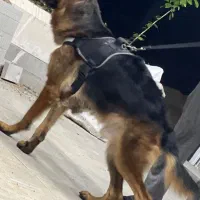 سگ ژرمن گمشده