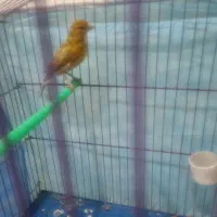 قناری مست مست اماده جفت