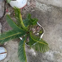 سیکاس . بابا آدم|گل و گیاه طبیعی|خمام, |دیوار