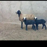 فروش گوسفند نژاد شال دوقلوزاsanدار قوچ و بره