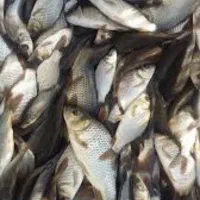 بچه کپور امور