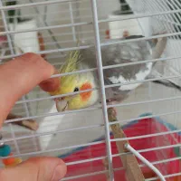 عروس هلندی (جفت)