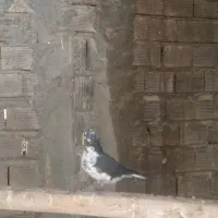 کبوتر حلقه پا ساعت بالا