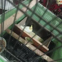 عروس هلندی  دستی|پرنده|همدان, |دیوار