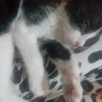 گربه