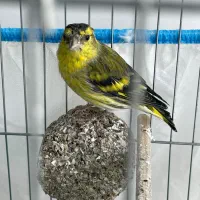 سهره نر با قفس ولوازم|پرنده|دماوند, دماوند|دیوار