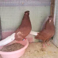 سرخ دم سفید جفتی، چپ سیاه کلاغ دم جفتی