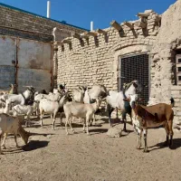 بز صلاله اهویی سومال