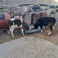 دوعددگوساله|حیوانات مزرعه|تکاب, |دیوار