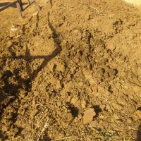 کود گاوی‌. انبار‌‌ گاو‌