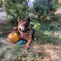 ژرمن شپرد شولاین اصیل بالغ|سگ|بجنورد, |دیوار