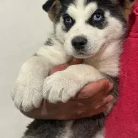 توله هاسکی سیبیرین مالاموت نر