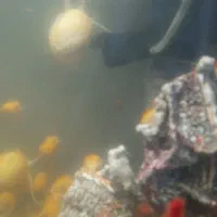 حلزون|خزنده|تهران, ازگل|دیوار